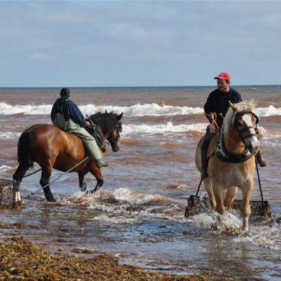 Why Kelp Meal Deserves a Spot on Your Farm