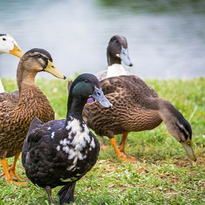 Why Ducks Need a Different Feed Than Chickens