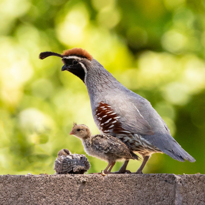 Feeding Quail: Our Non-GMO Program