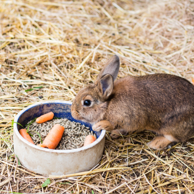 The Sunshine Brand – Non-GMO Pelleted Options for You