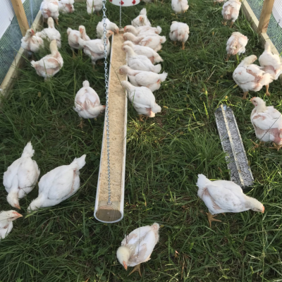 Proper Chicken Feeder Height & Adjustments