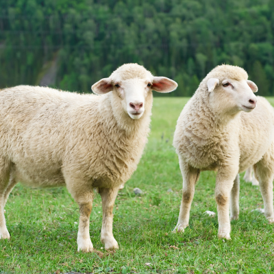 Do My Sheep Need Copper?