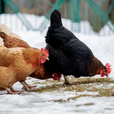 Preparing for Cold Weather with Poultry