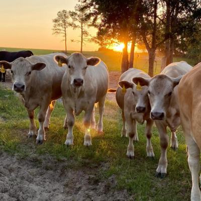 Homestead Highlight: Vincent Cattle Farm