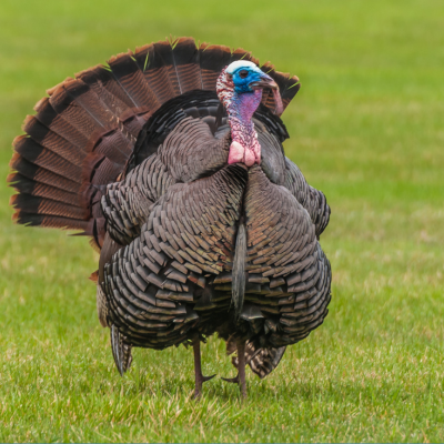 Non-GMO Turkey Feed Program: From Hatch to Harvest