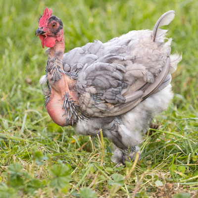 Help Your Birds Through Molt Season