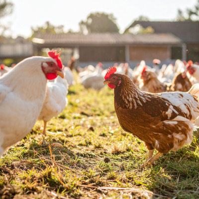 Poultry Breeder Nutrition