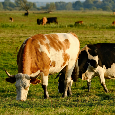 Protecting Your Herd During Fall Grazing
