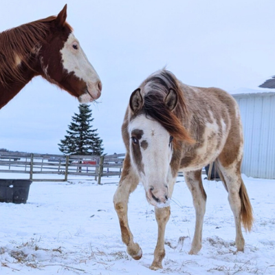 Cold Weather Animal Care
