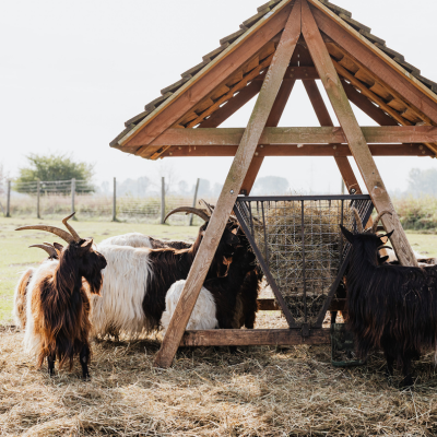 Stretching Your Forage Through Winter