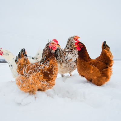 Winter Tips & Reminders for Laying Hens